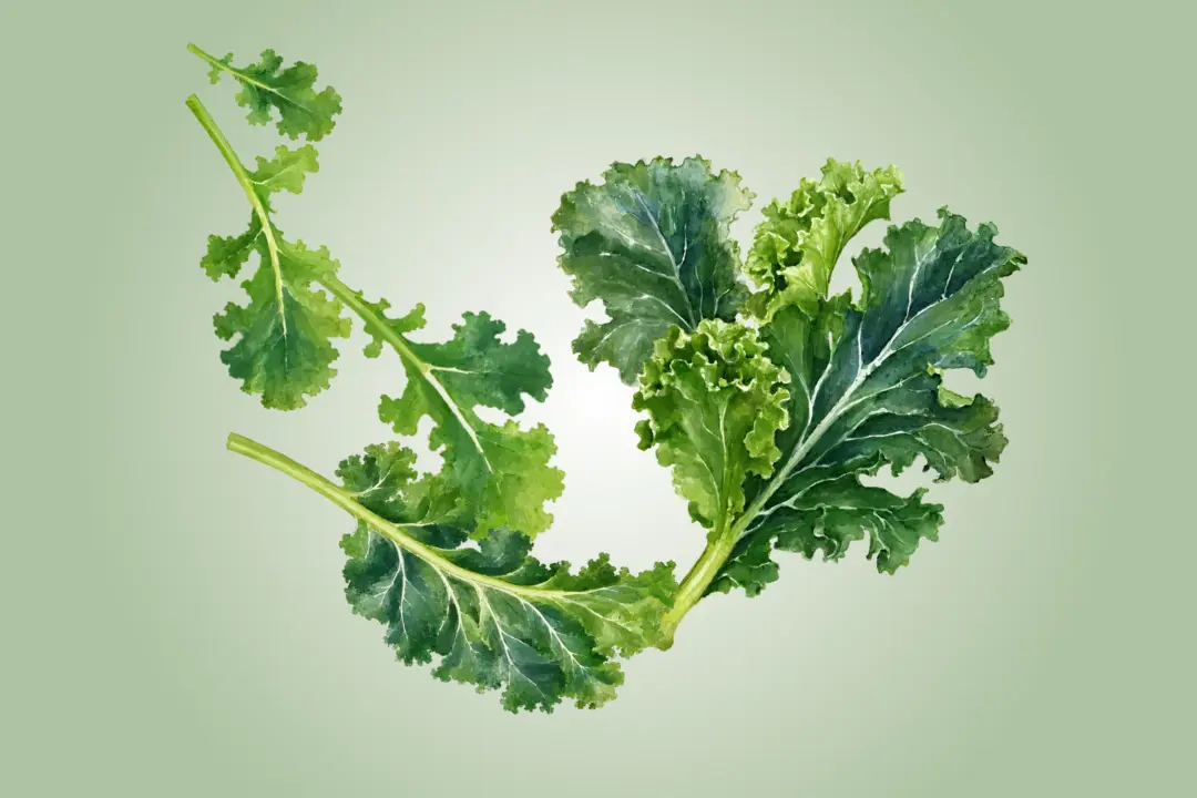 Kale: An Unpalatable but Highly Nutritious Leafy Green—How to Maximize Taste and Benefits