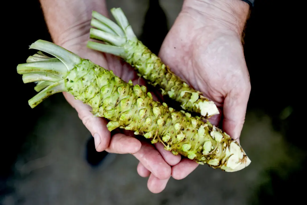 Sustainable Sushi: Farm Grows Rare Wasabi Plants
