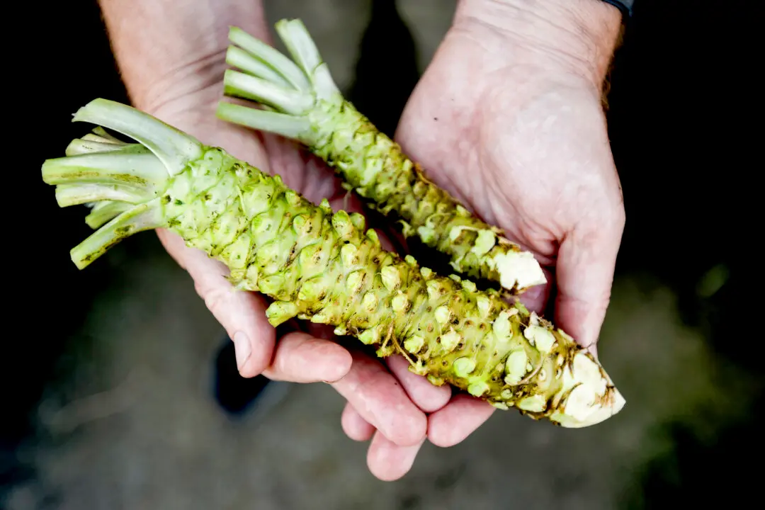 Sustainable Sushi: Farm Grows Rare Wasabi Plants