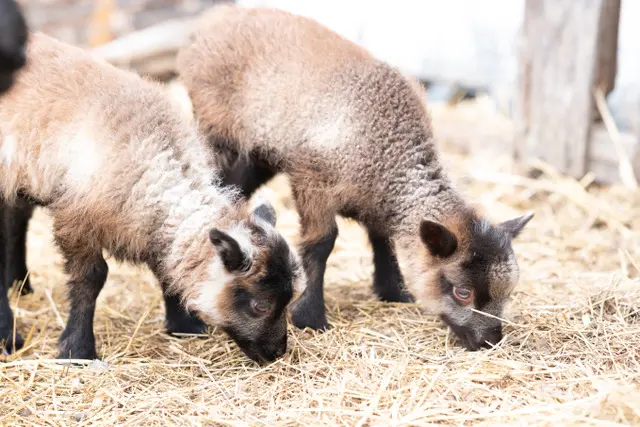 Notes From Owl Hill Farm: Our 1st Lambs Arrive on the Homestead