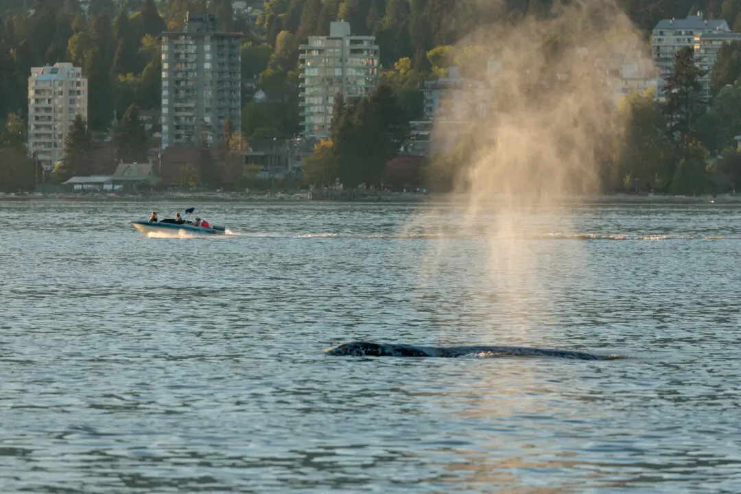 Ottawa Proposes $164M in Whale Protection Funding for Waters Off BC Coast