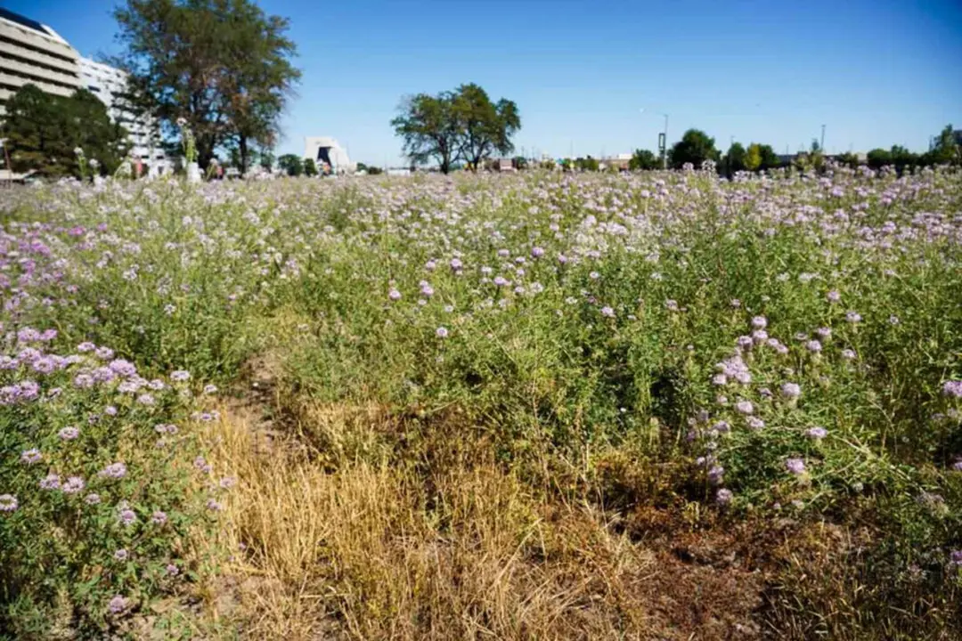 Don’t Call It Xeriscaping: New Tips and Terms Have Evolved for Low-Water Yards