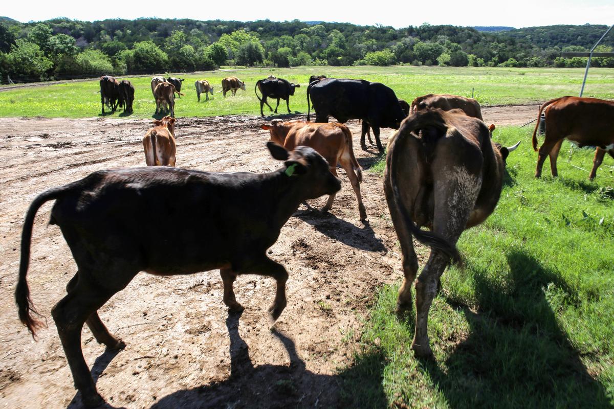 Mexico Suspends Certain Live Animal Imports From US Over Flesh-Eating Screwworm Concerns