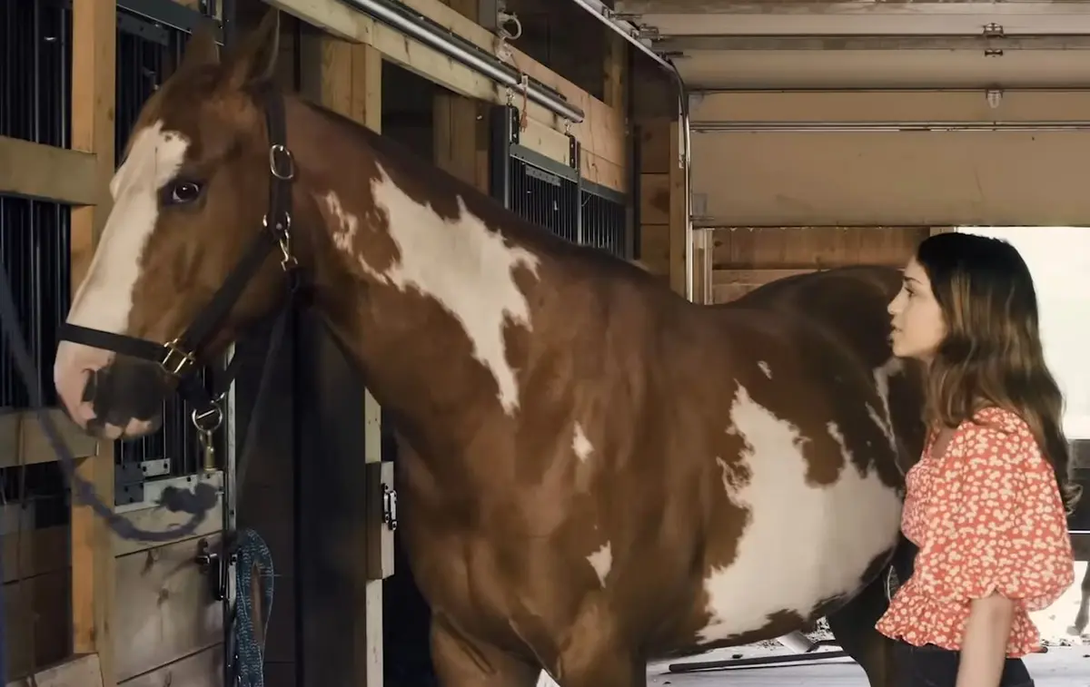 ‘Joy of Horses’: Grief, Love, and Recovery in Horse Country