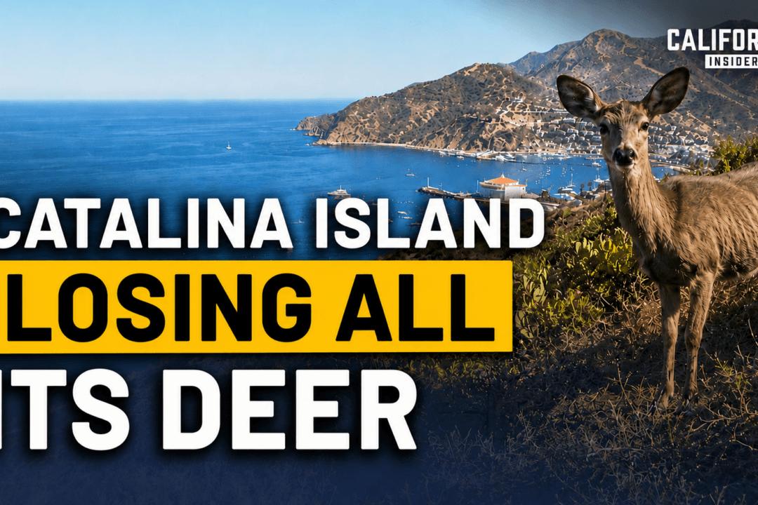 A Plan to Eliminate All of Catalina Island’s Deer Is Sparking Controversy