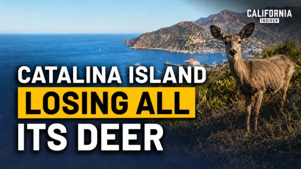 A California Conservancy Wants Catalina Island’s Deer Gone; Residents Say Nobody Asked Them
