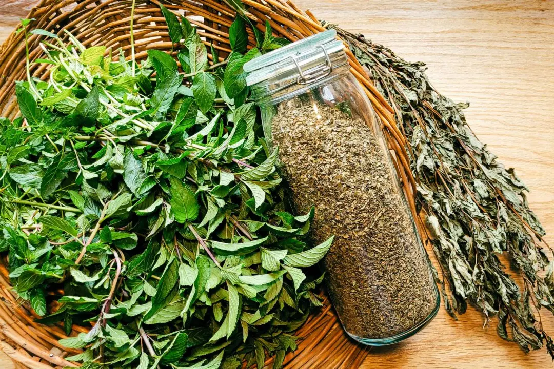 Peppermint–the Garden Herb for Mental Clarity