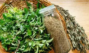 Peppermint—the Garden Herb for Mental Clarity