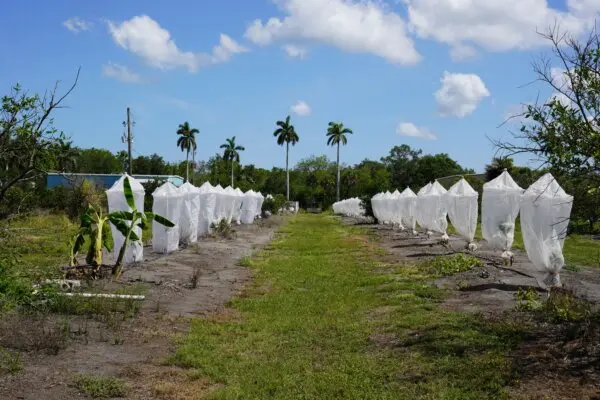 How a Tiny Insect Decimated Florida’s Citrus, and What Orchardists Are Doing About It