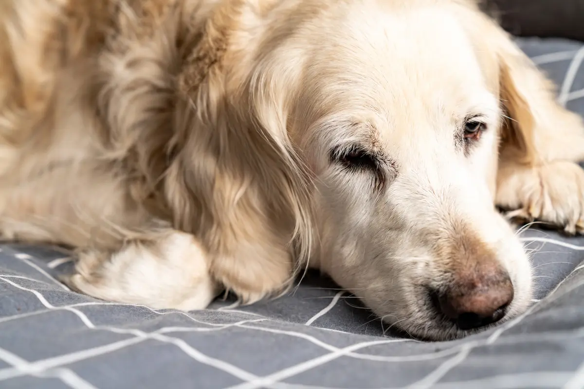 Canine Influenza Very Contagious