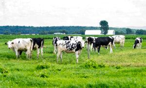Canada’s Milk Contradiction