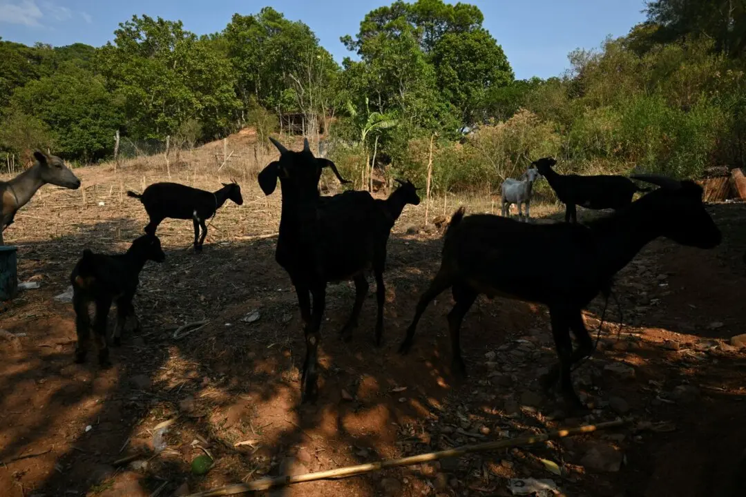 Flesh-Eating Screwworm Detected 25 Miles From US Border in Mexico, USDA Says