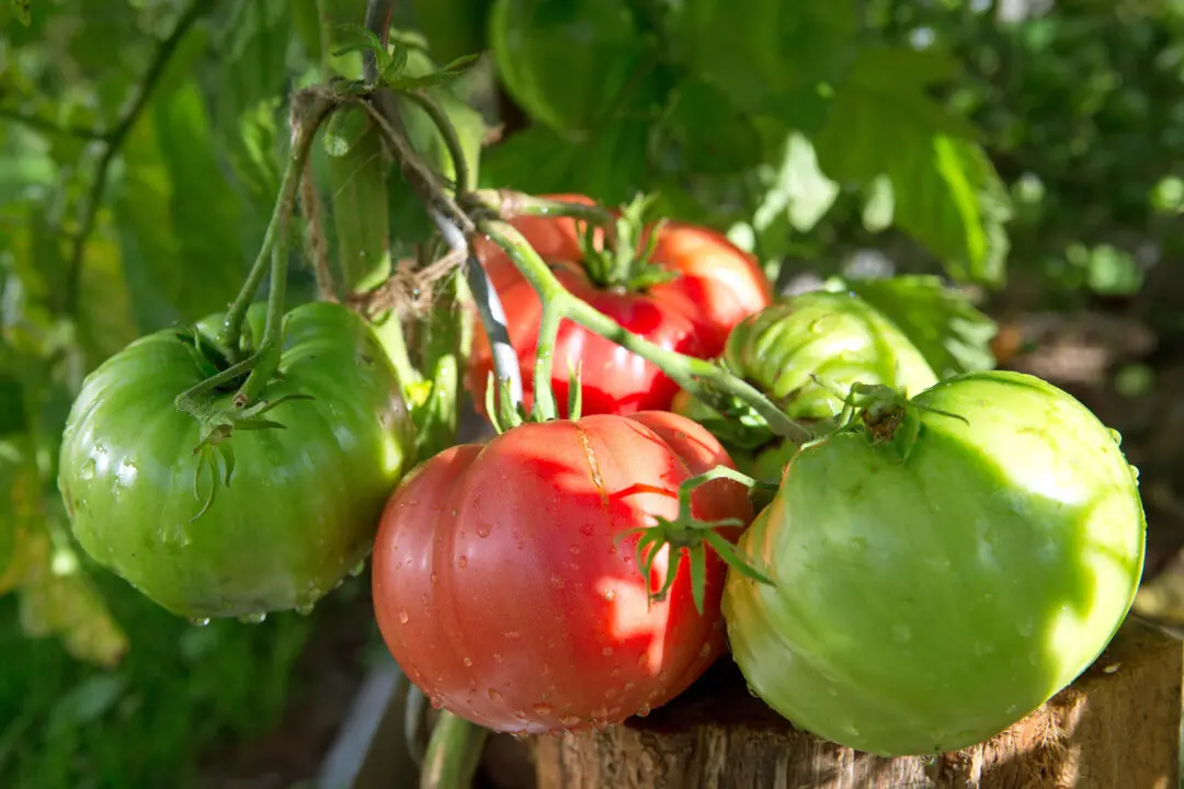 Heat-Resistant Veggies for an Easy Summer Garden