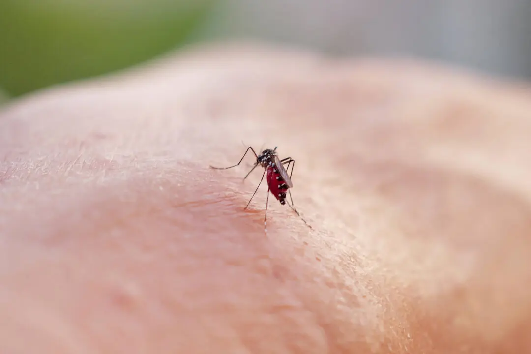 Standard Malaria Treatment Works Well Against Resistant Strains: Study