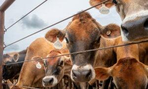Why Are Steers Lactating?