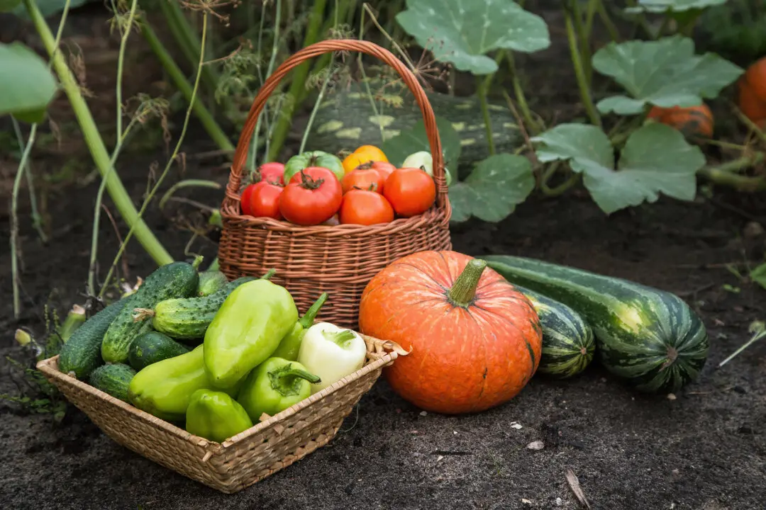 Notes From Owl Hill: Summer Garden Saga, Part 1—The Garden That Refused to Cooperate