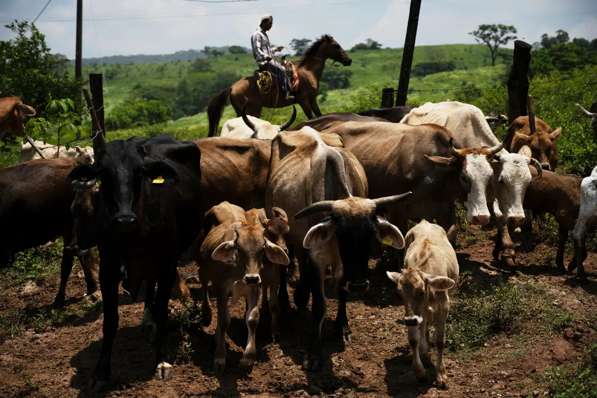 Texas Races to Contain Flesh-Eating Parasite Amid Threat to Livestock