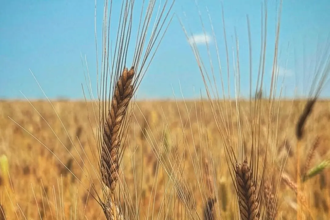 On a Mission to Revive America’s Heirloom Grains