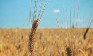 On a Mission to Revive America’s Heirloom Grains