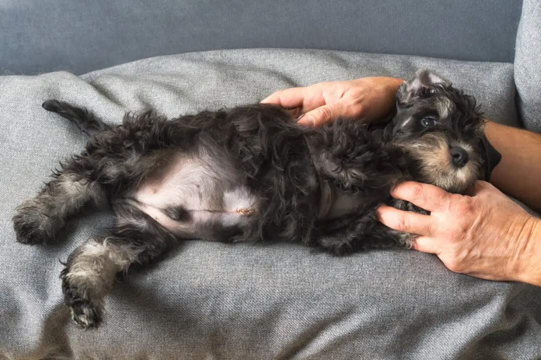 Puppy’s Hernia Needs Surgical Repair