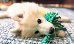 A New Leash on Life: How Neglected Samoyeds Found Forever Homes