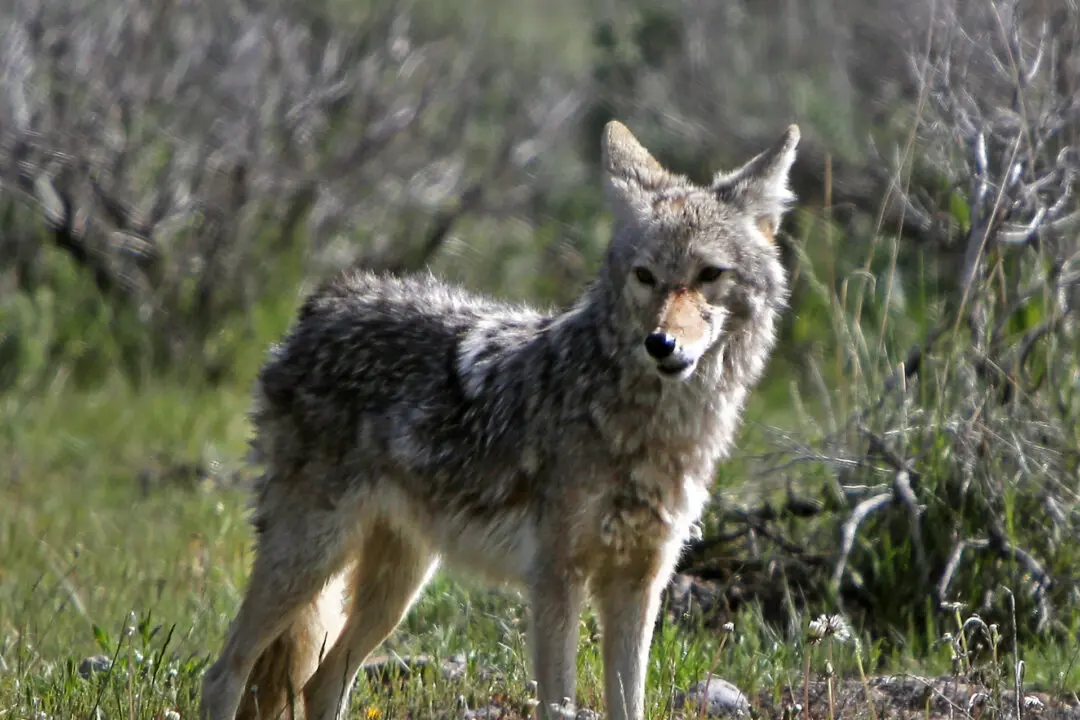 Police Issue Warning After Second Child Attacked by Coyote in Southern Ontario