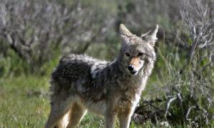 Police Issue Warning After Second Child Attacked by Coyote in Southern Ontario