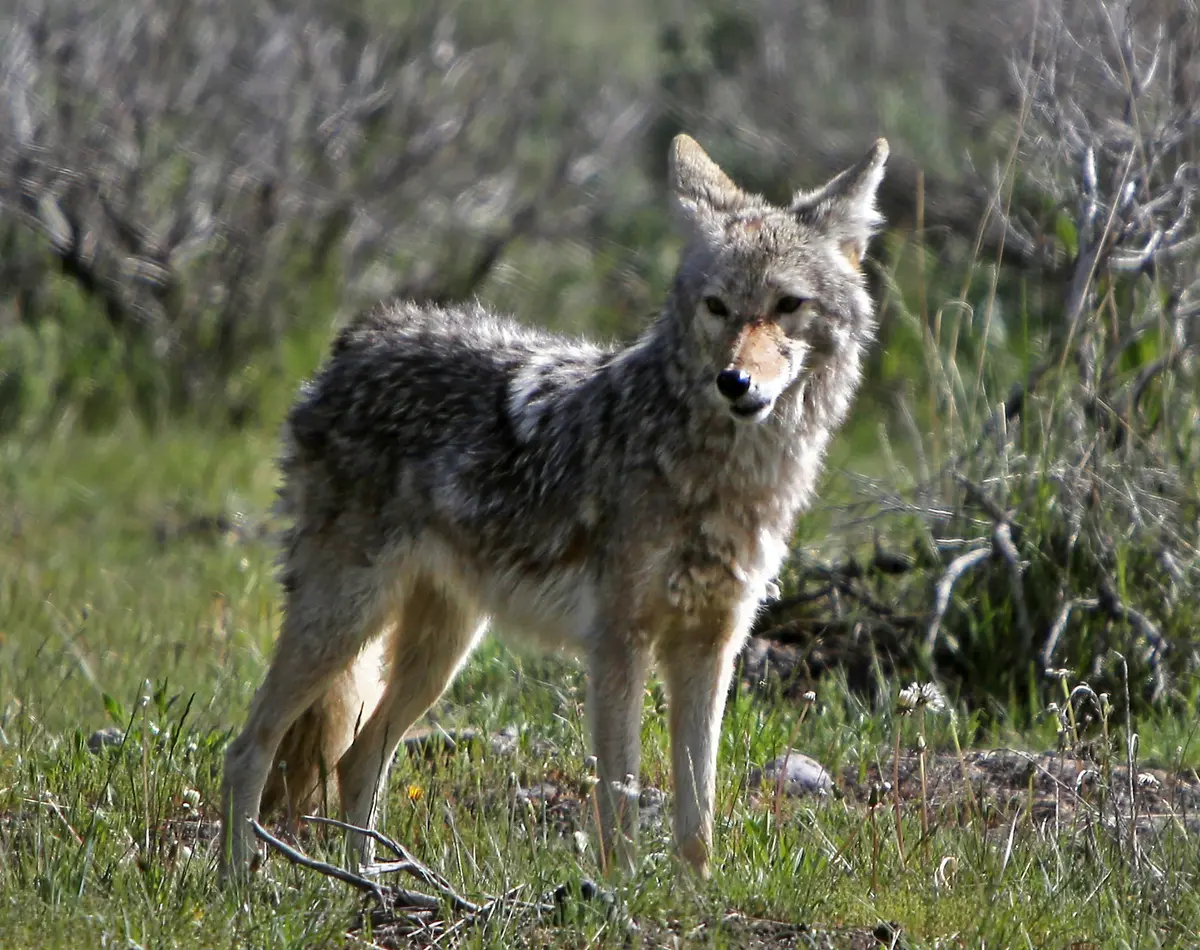 Police Issue Warning After Second Child Attacked by Coyote in Southern Ontario