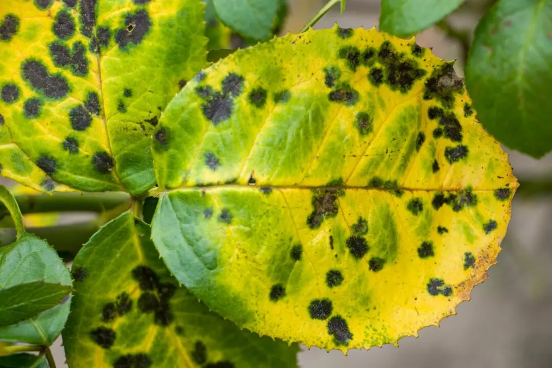 Black Spot Disease on Roses
