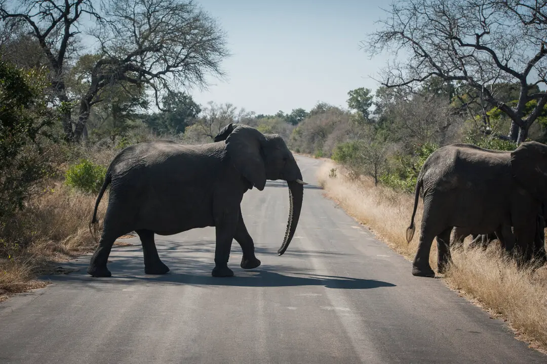 Canadian Shot Dead at South Africa Wildlife Park in Apparent Accident: Officials