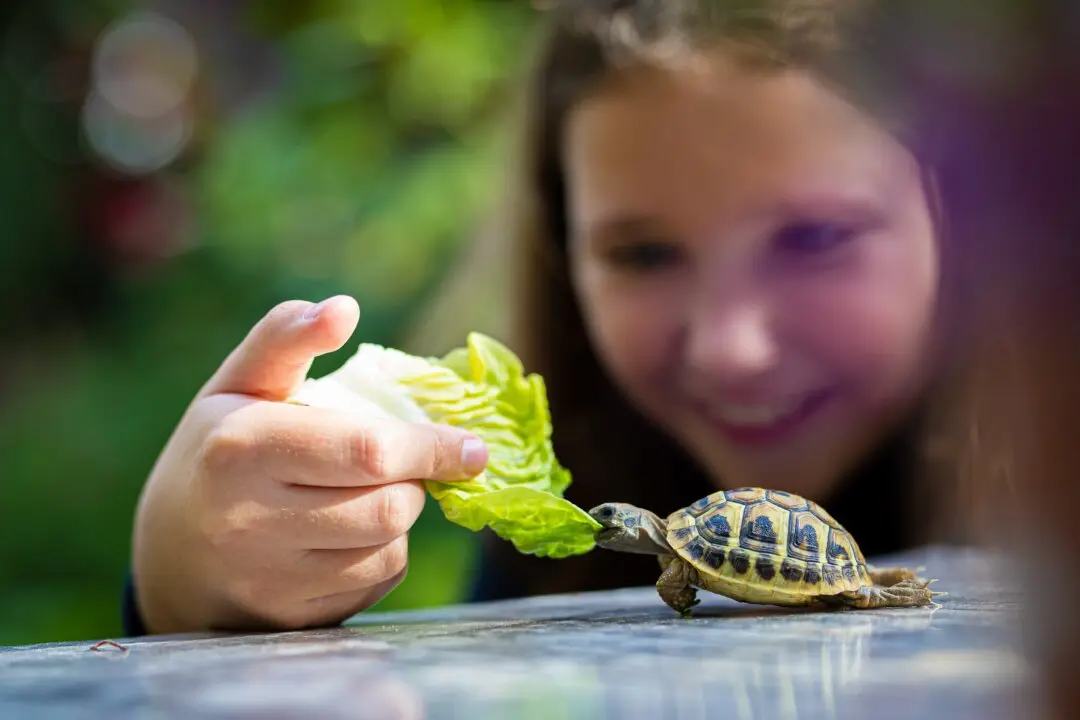 Pet Turtles Carry Salmonella