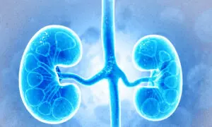 5 New Discoveries About Kidneys Are Changing How Scientists Think
