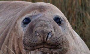 Photographer’s Dream Encounter With 1-tonne Internet Celebrity ‘Neil the Seal’