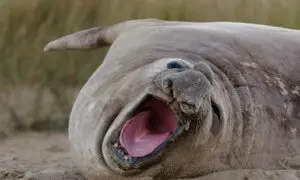 ‘Neil the Seal’ Returns to the Deep Blue Sea, Scientist Says He'll Likely Return