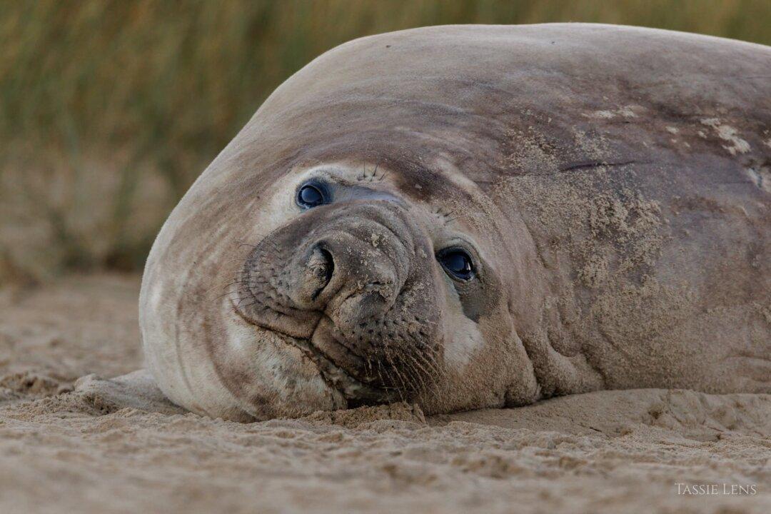 Photographer’s Dream Encounter With 1-tonne Internet Celebrity ‘Neil the Seal’