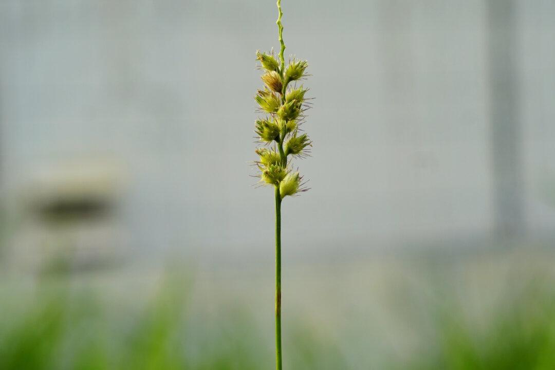 How to Get Rid of Sandbur in Your Garden