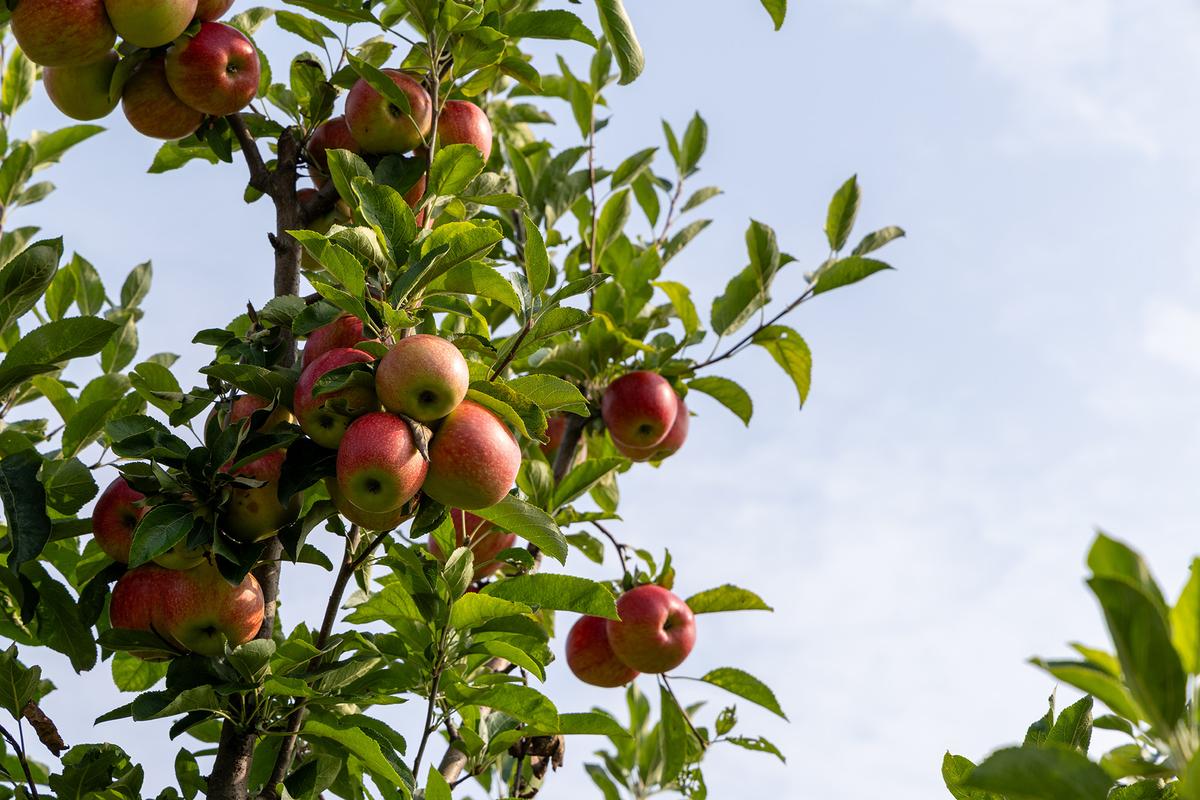 Notes From Owl Hill: Wrapping Up the Summer Garden Saga