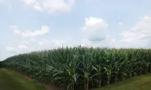 Farm Subsidies Turned the Corn Belt Into a Food Desert