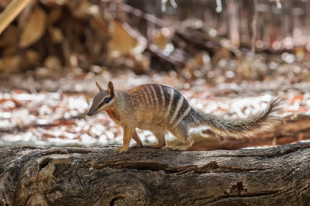 The Australian Numbat No Longer Officially Endangered