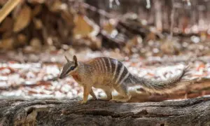 The Australian Numbat No Longer Officially Endangered