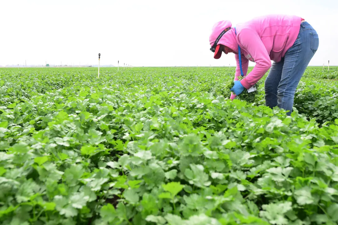 Parsley, Cilantro May Be Behind Some Cyclosporiasis Cases: North Carolina Officials