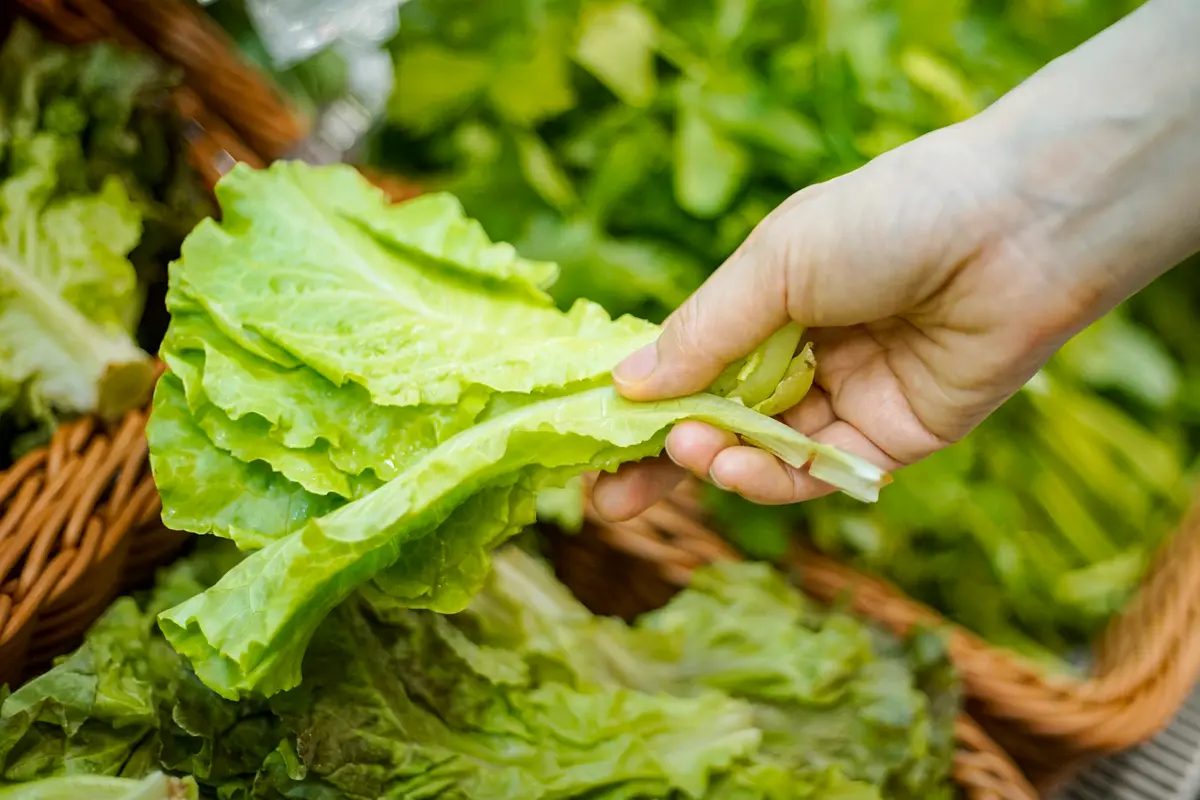 How to Pick and Wash Lettuce Amid Parasite and Bacterial Outbreaks