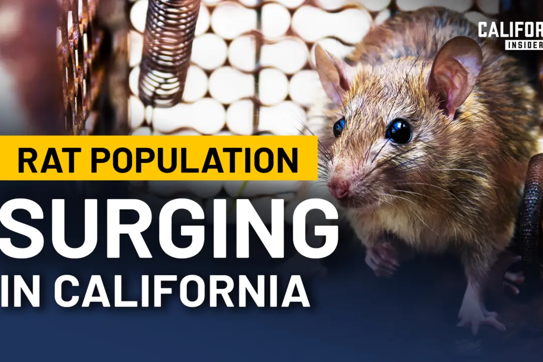 Why California’s Rat Problem Keeps Getting Harder to Control | Panel