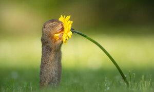 Photographer Captures Adorable Squirrels Stopping to ‘Smell the Flowers’—Photos Go Viral