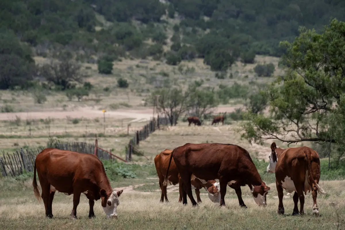 USDA to Fund $25 Million Sterile Fly Facility in Arizona as Cattle Imports From Mexico Resume