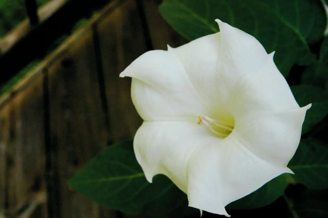 Planting a Summer Moon Garden