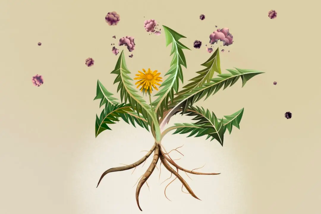 Dandelion Shows Promise Against Cancer. Human Trials Are Needed