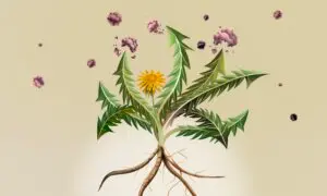 Dandelion Shows Promise Against Cancer. Human Trials Are Needed