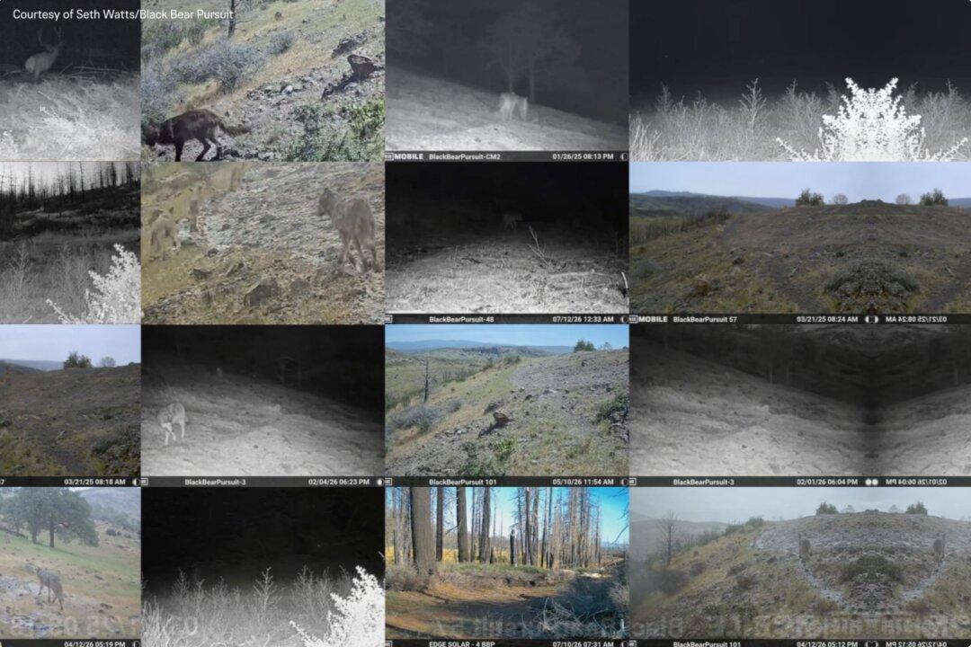 Ranchers’ Hands Tied as California Wolf Attacks Grow