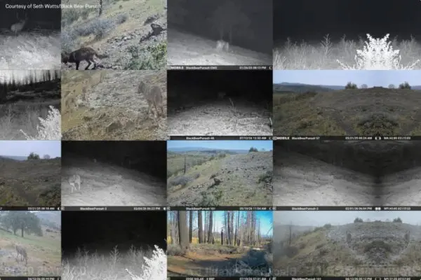 Ranchers’ Hands Tied as California Wolf Attacks Grow
